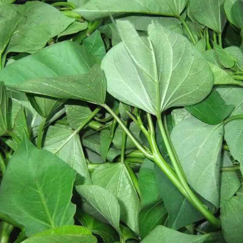新鲜番薯叶(约500g)